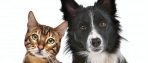 Close up portrait of dog and cat